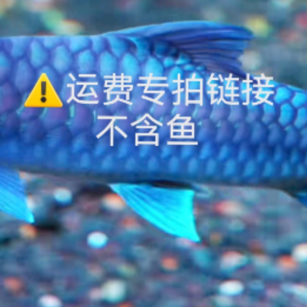 精品蓝吉罗运费自理⚠️是运费不含鱼