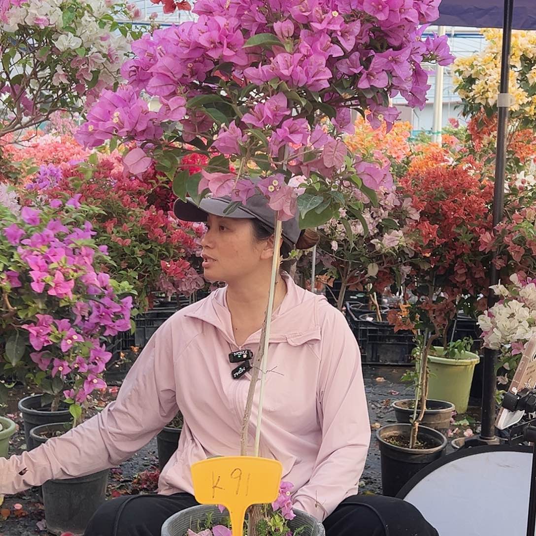 琛***)大部分花苞少量开放K91巴西紫