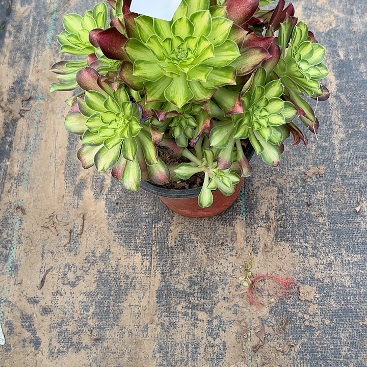 刘***花多肉法师植物链接68