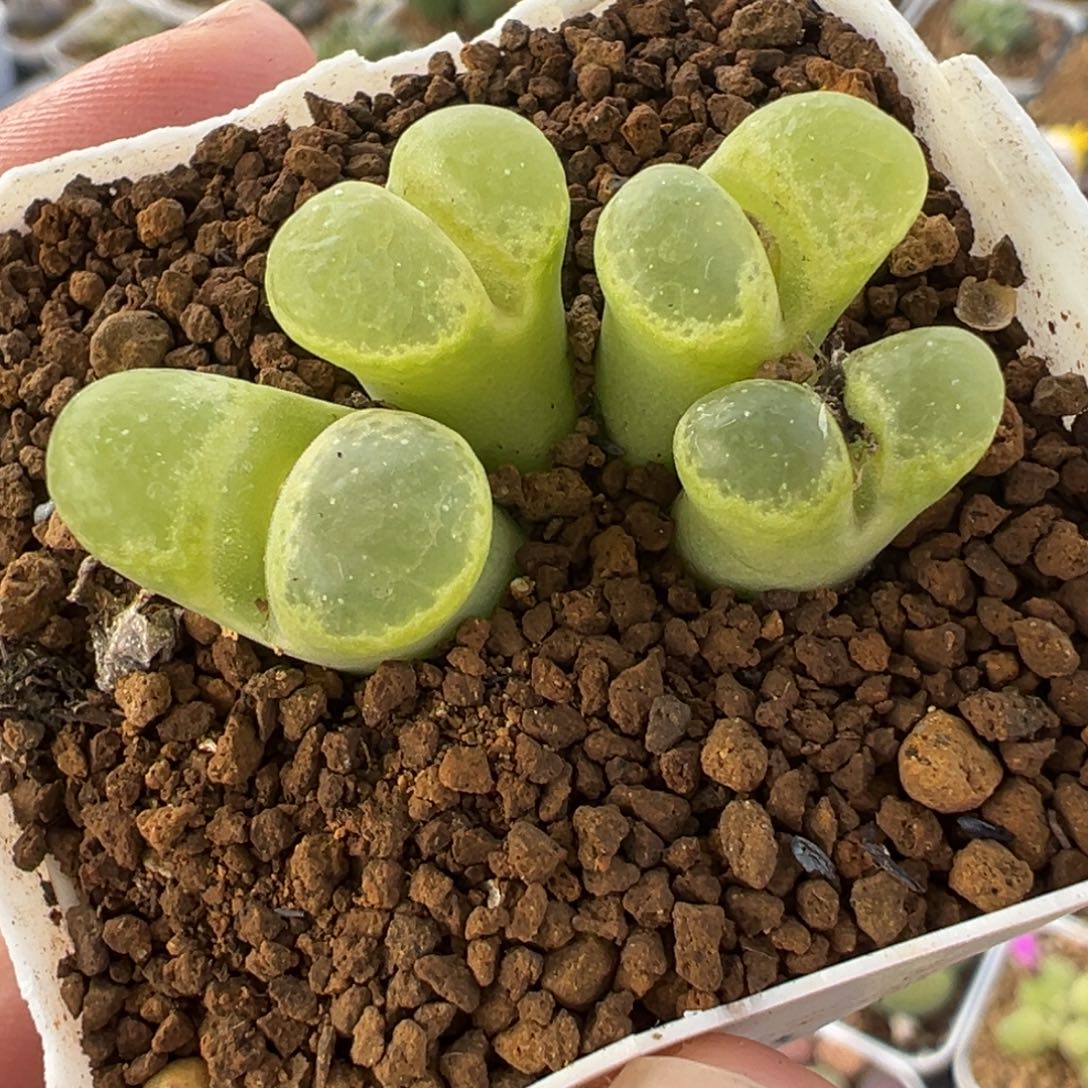 25831多肉植物种类多样