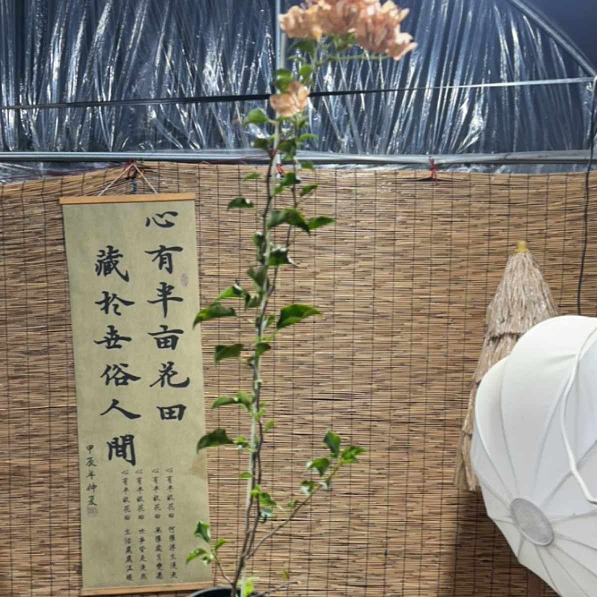 蒙娜丽莎茶高飘三角梅