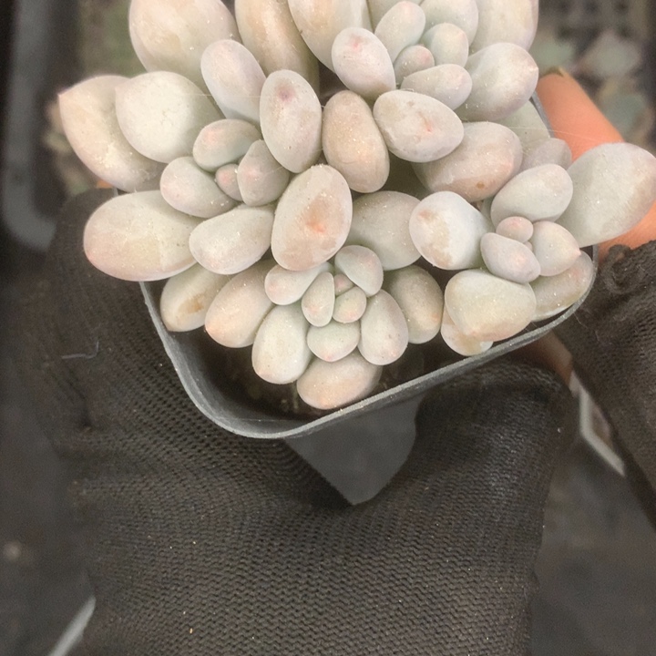 香水四头。（满9.99包邮不满9.99发叶子）