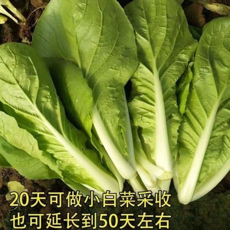 四季速生快菜种子耐热耐寒阳台院易种