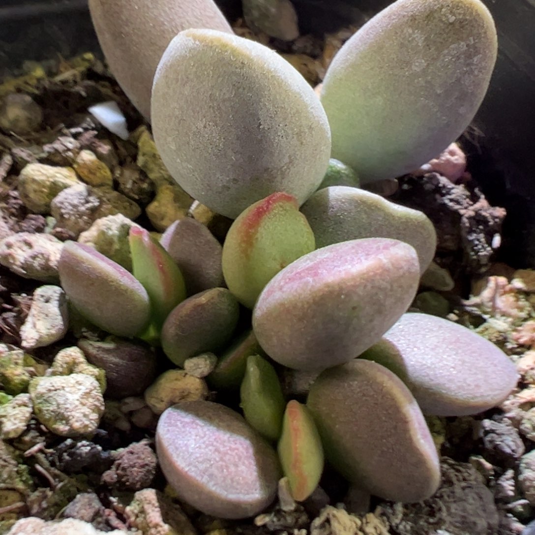 仙桃水泡多肉植物水泡