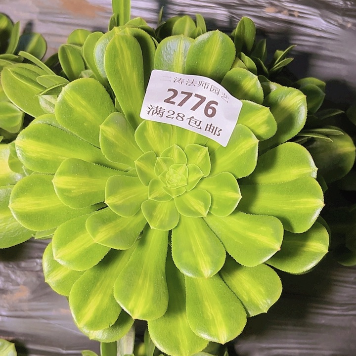 2776翡翠琉璃多肉植物2号