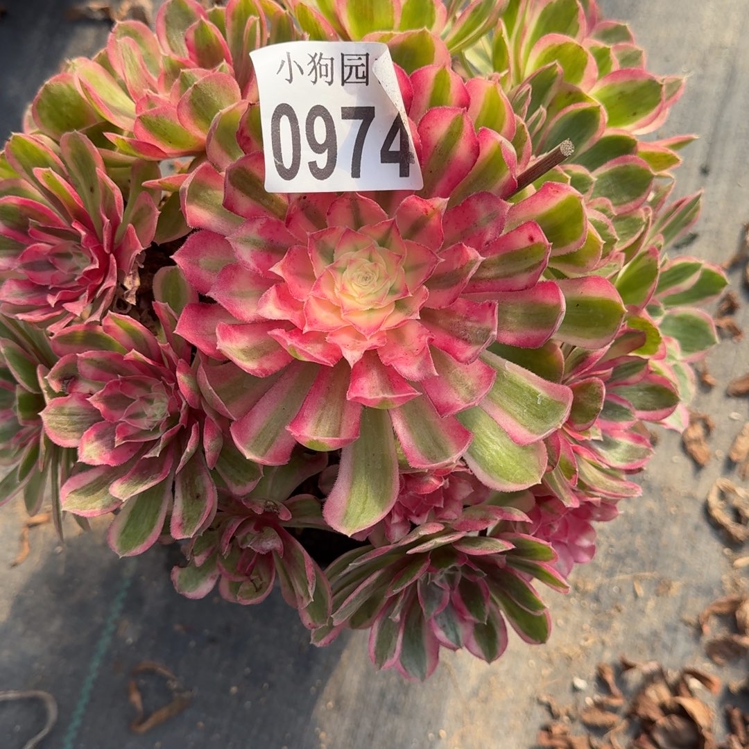 岚****孔雀翎多肉植物0974