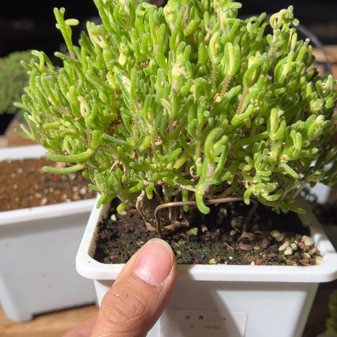 195号老桩福利枝干