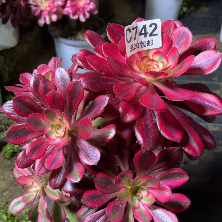 瑞妈一物一拍742