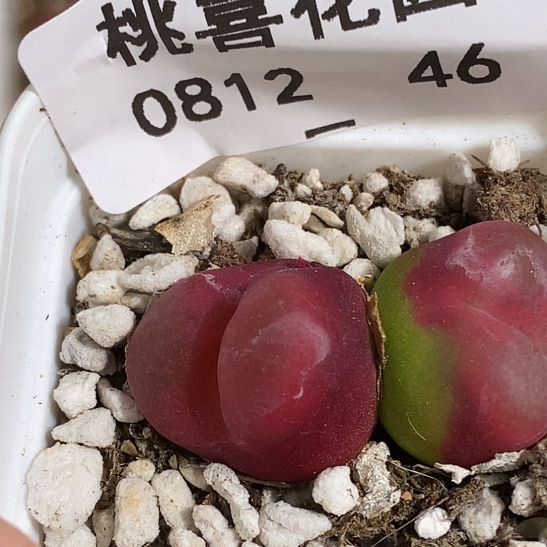 0812-46-福利毛有伤一颗。 