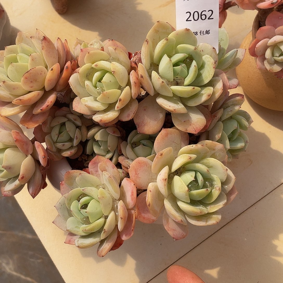 恋曲有砍062 多肉多肉多肉