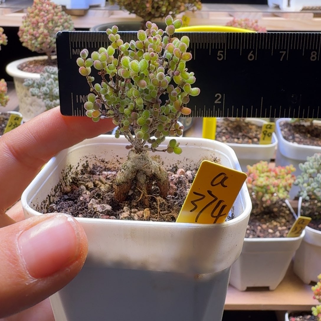 a374号跳跳糖冠服4厘米左右