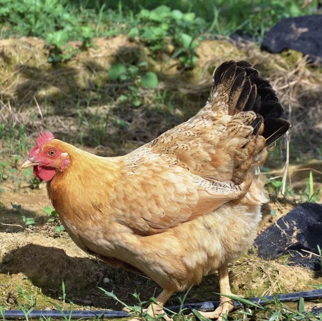 农村散养土鸡走地鸡老母鸡散养鸡走地鸡黄油母鸡生态散养土鸡