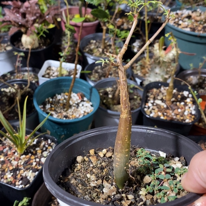 芳香橄榄师生带盆土里