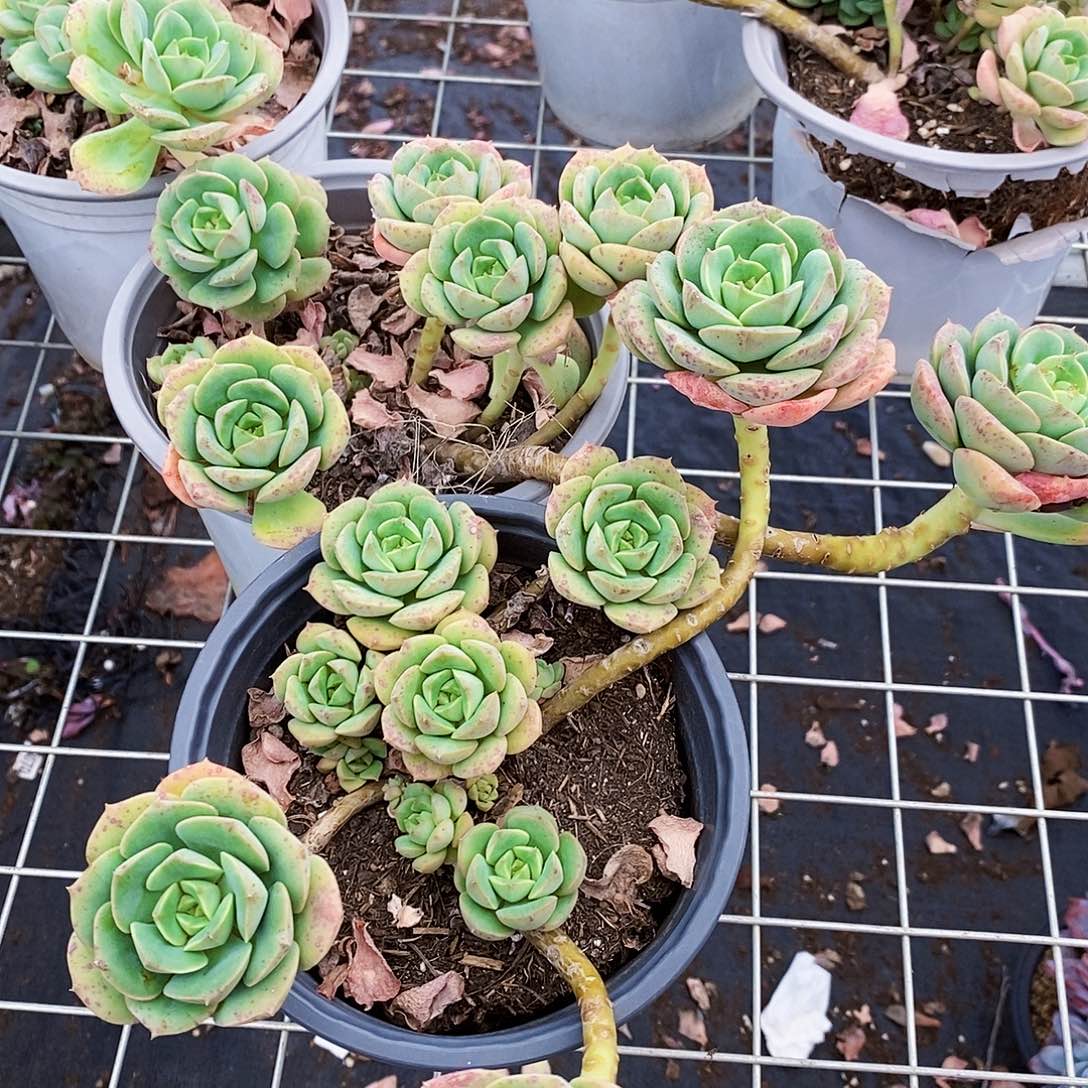 尼可莎拉玫瑰多头群生