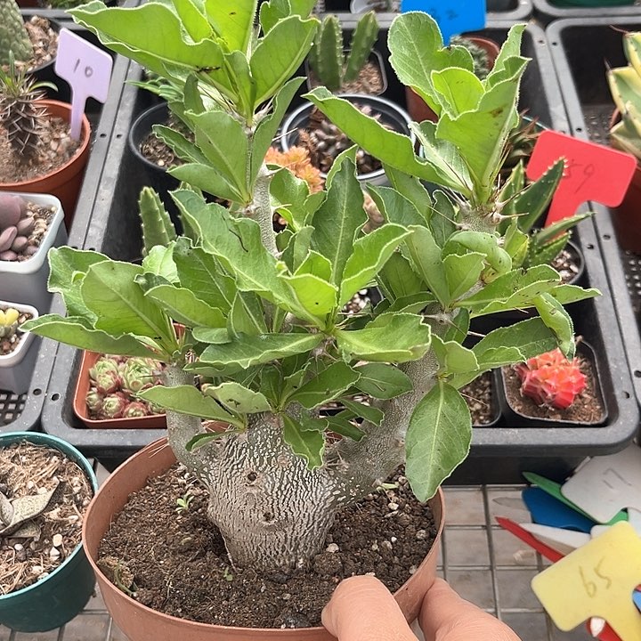 我也不知道我为什么要这样对