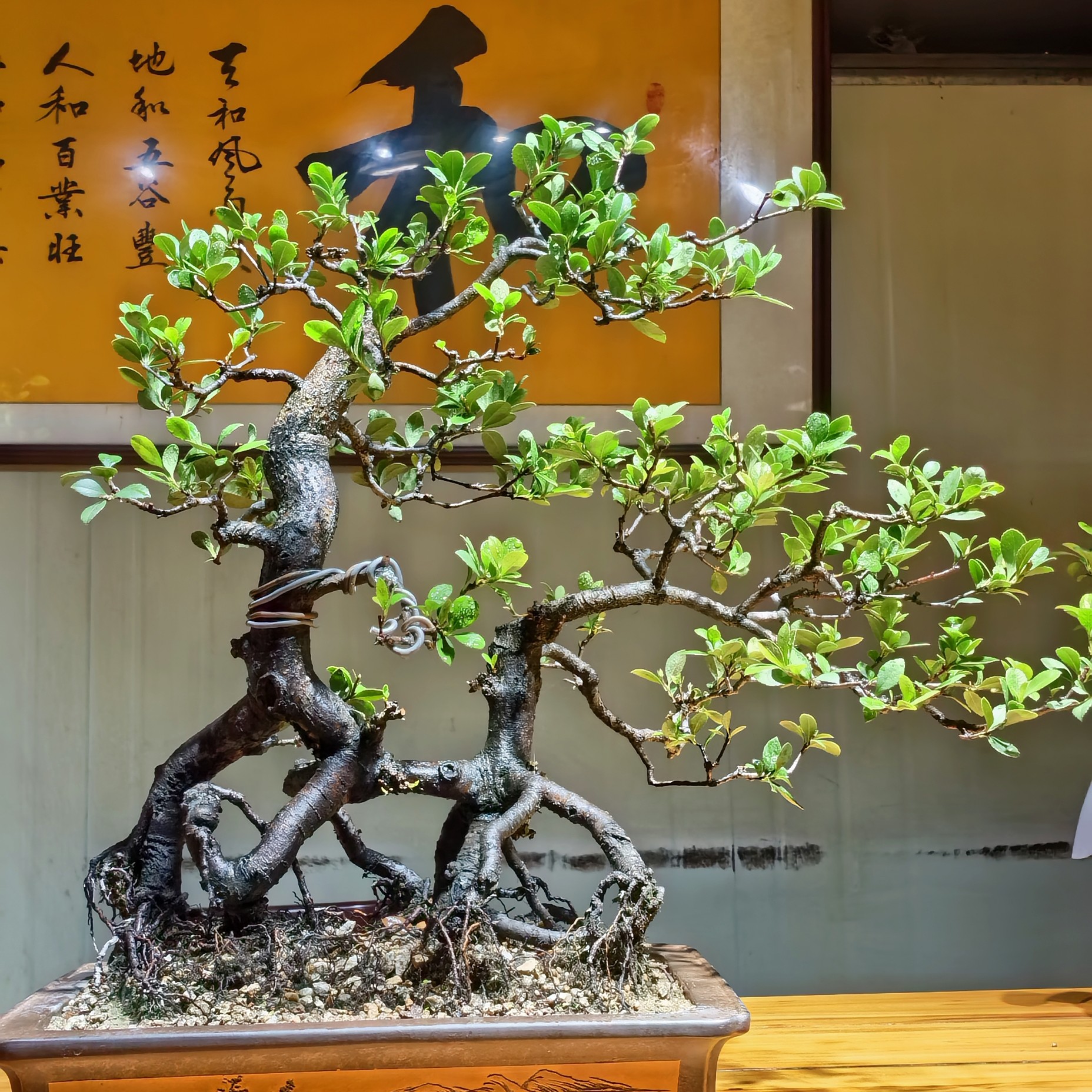 海岛春花、石斑木栀子花、石枫（直播截图为准一物一拍）