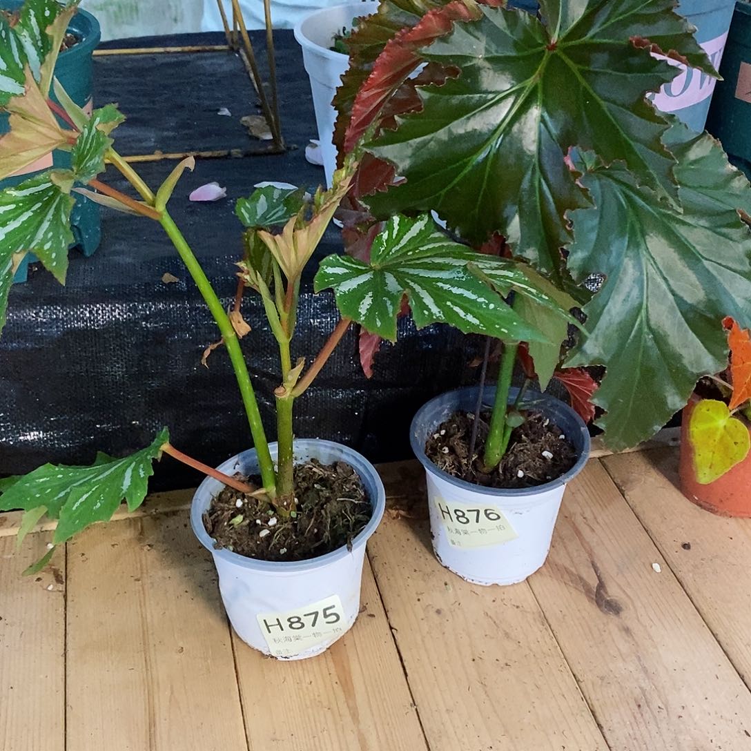 不开花植物糖*秋海棠875.876叶损无售后