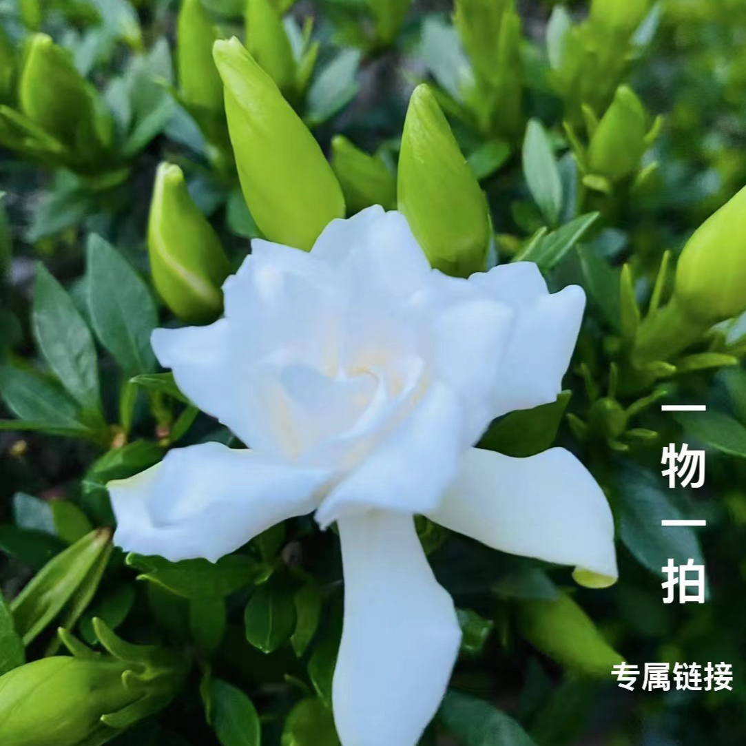 清墨园艺-一物一拍专属链接