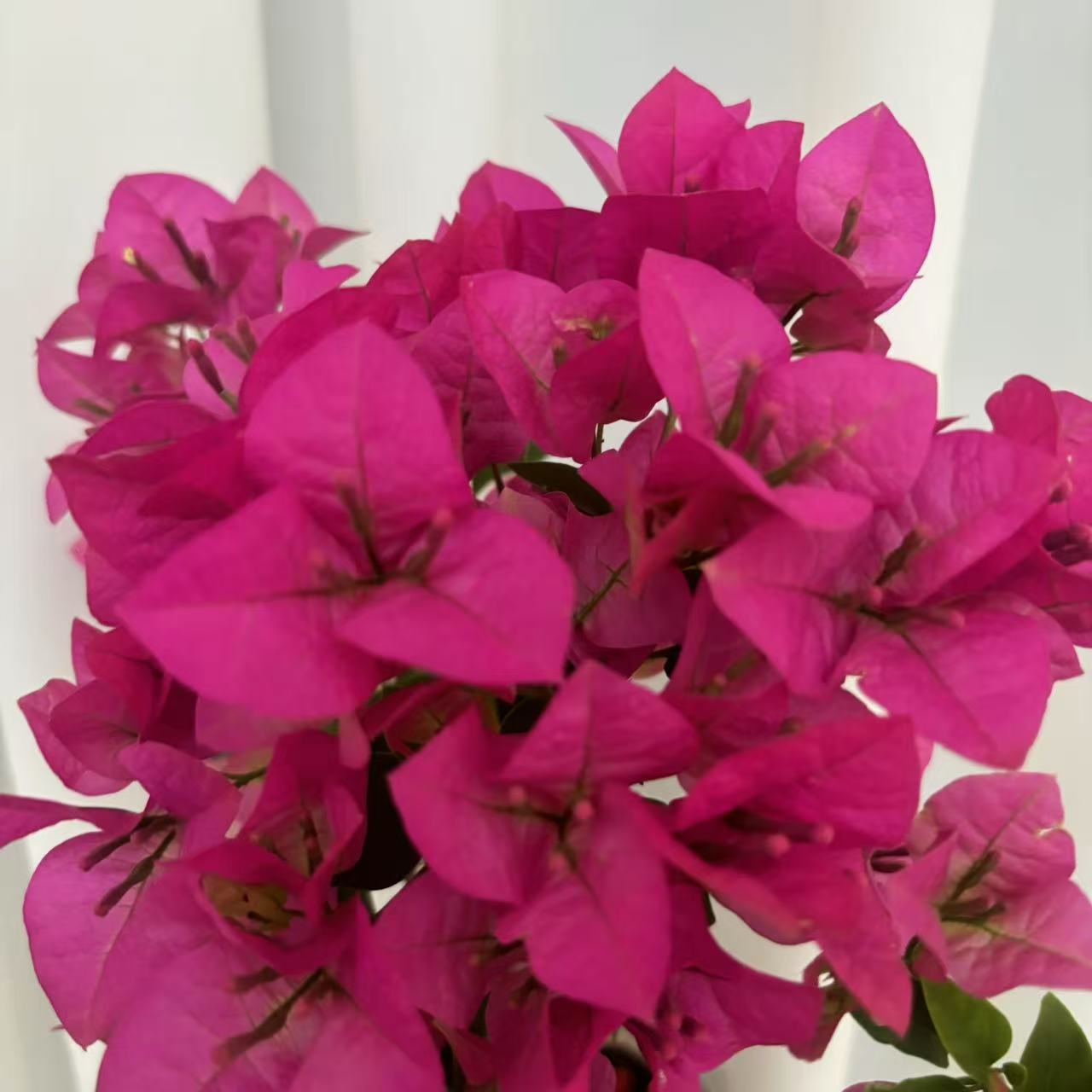 宫粉三角梅盆栽室内客厅好养庭院爬藤老桩花卉植物