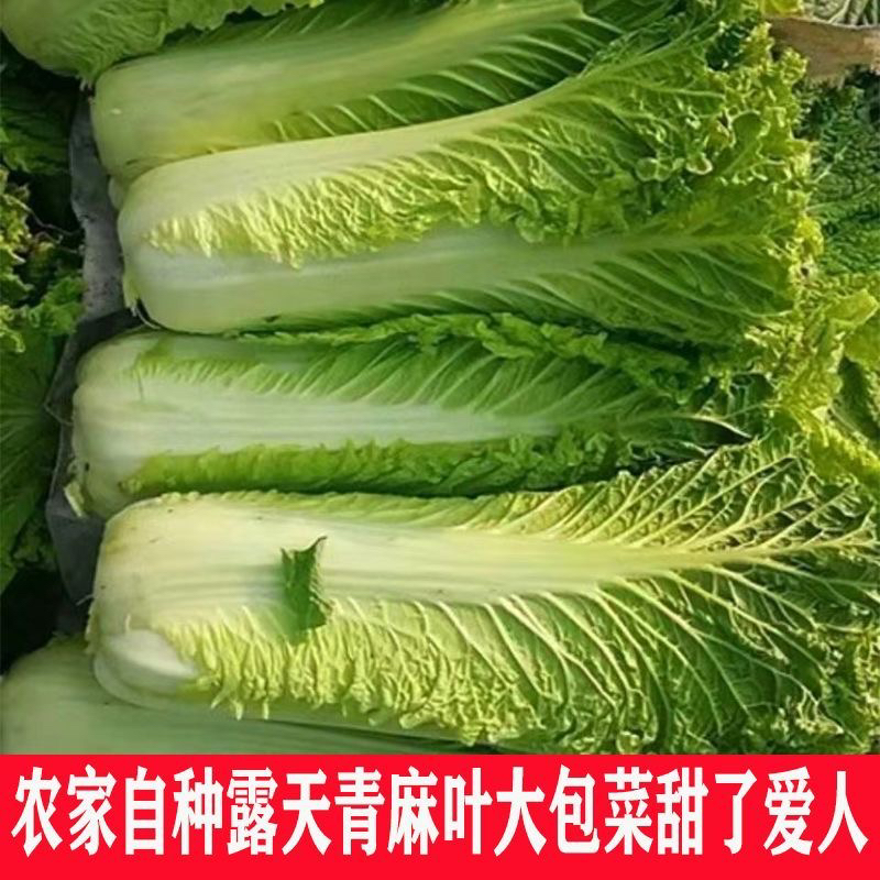 贵州高山本地青口白杆杆多叶子少煮素菜吃火锅必备清甜可口