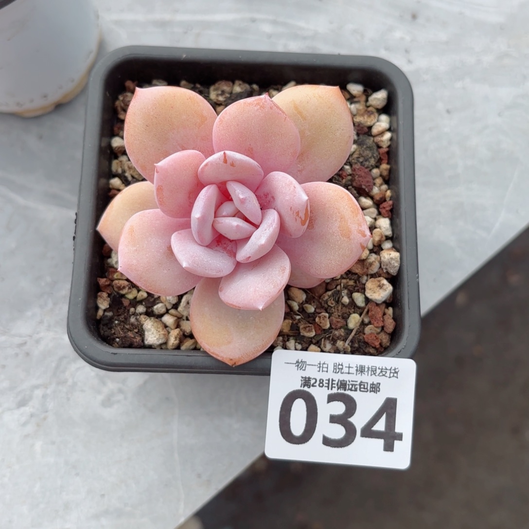 奶茶单头无盆土发货