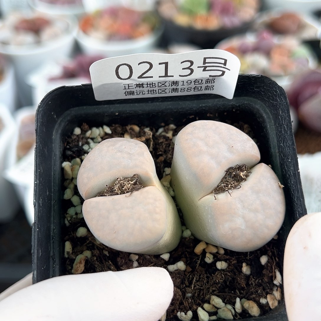 好养易活生石花大母本0213