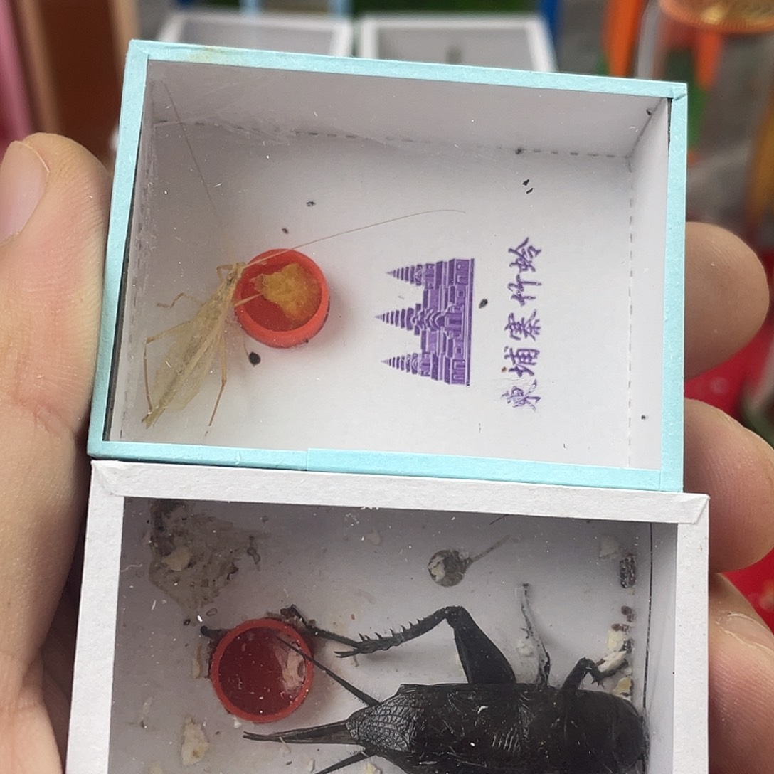 油葫芦一只，竹岭一只