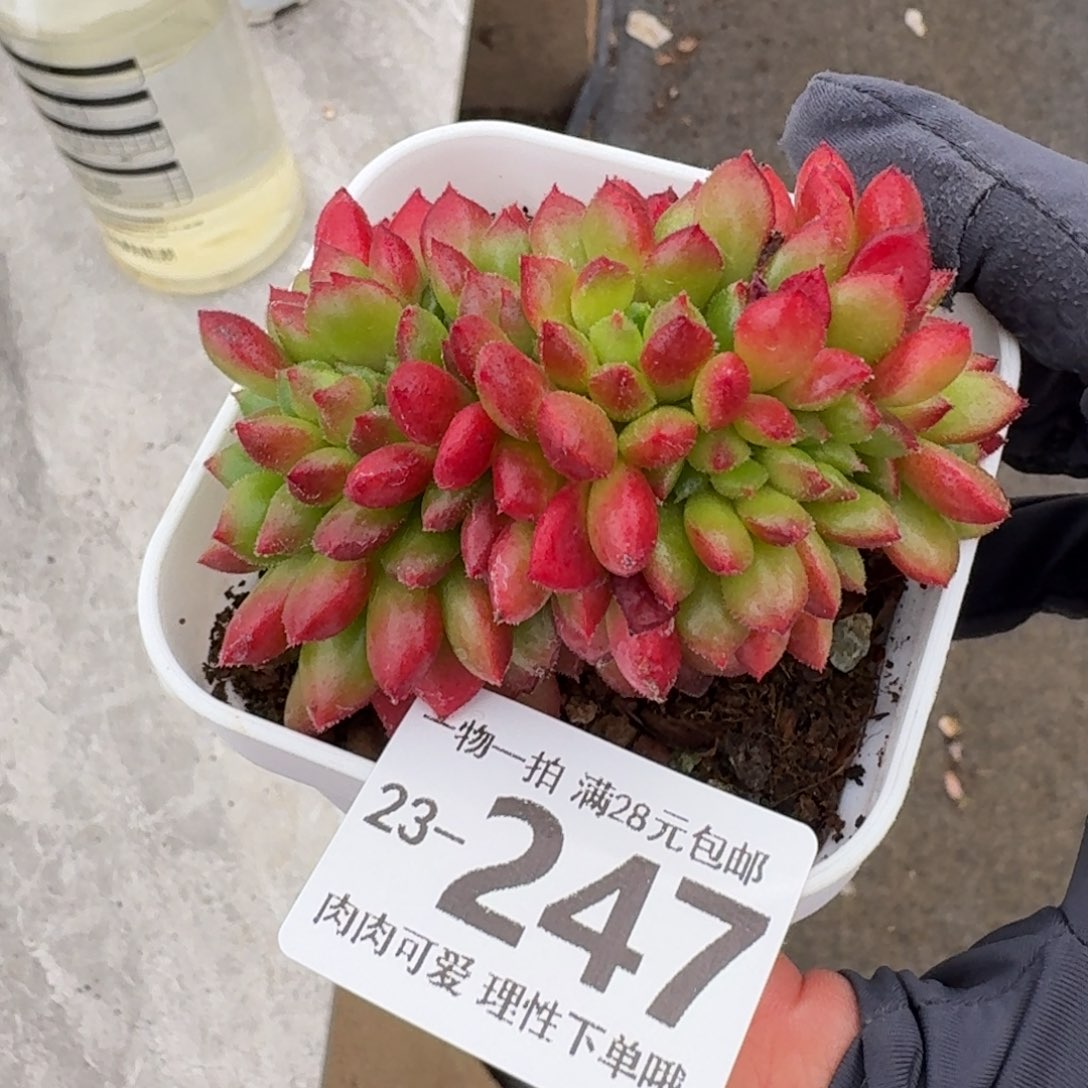 卡罗尔缀化无盆土发货