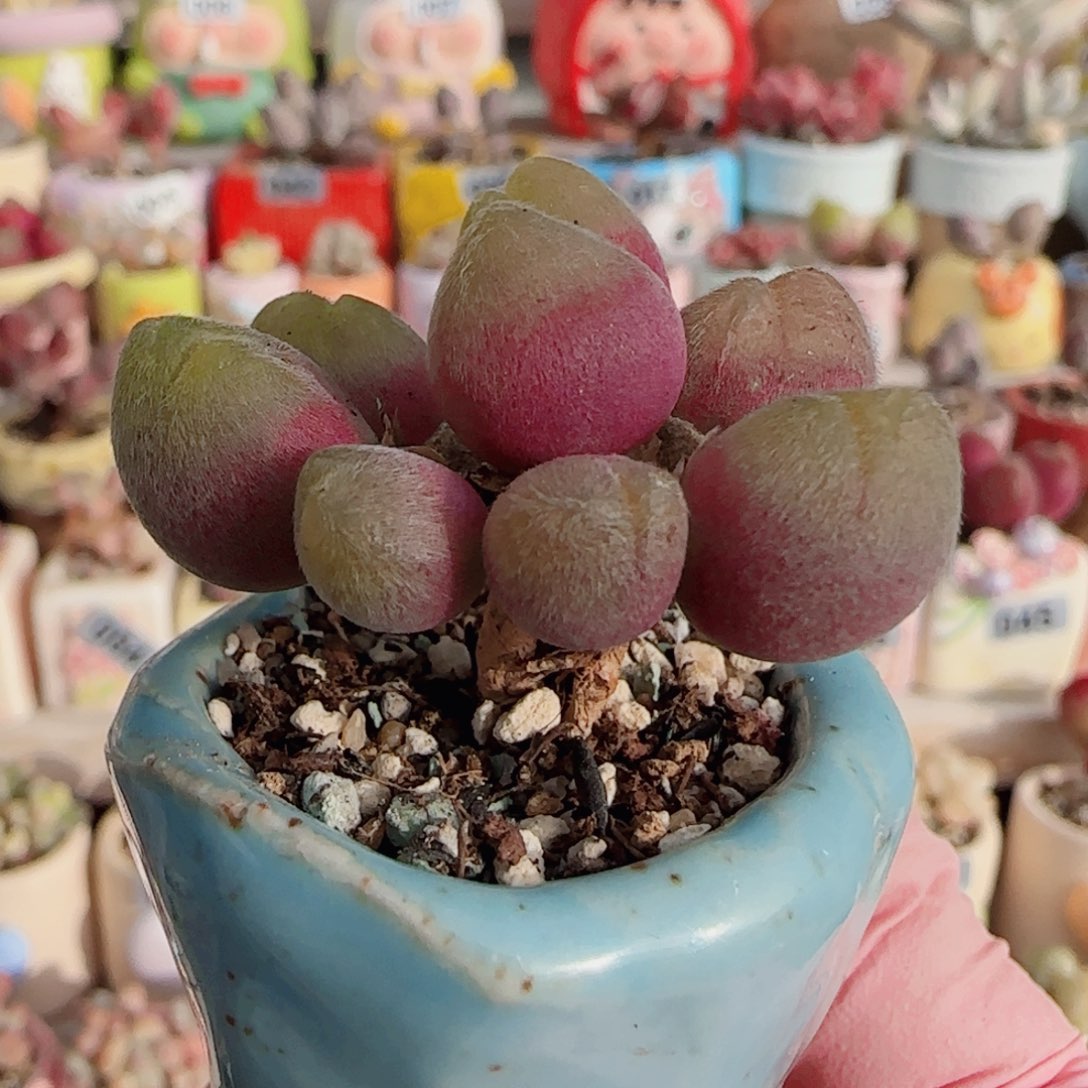 小树造型毛翠 盆口3cm