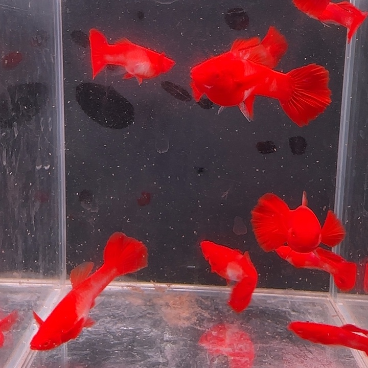 孔雀鱼双分水5对10条