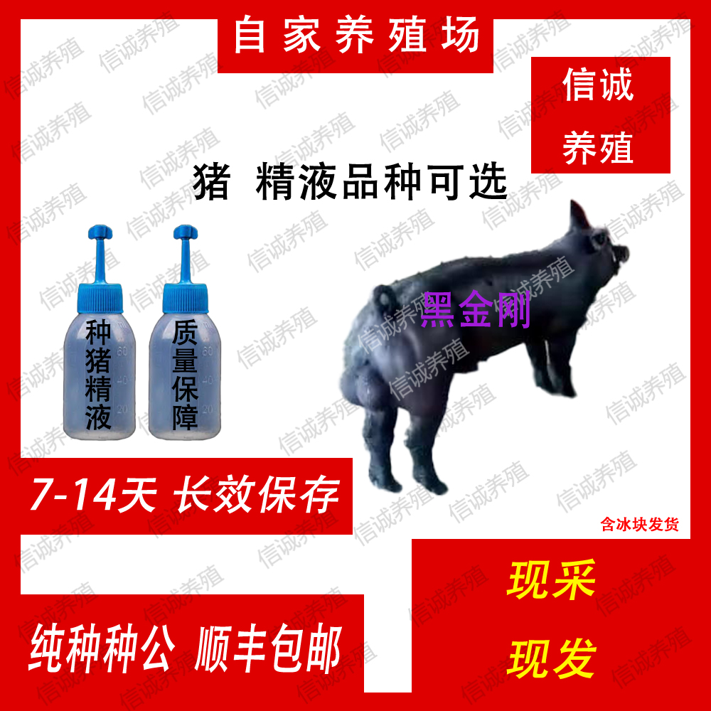 黑金刚种公精液一件包邮包对版生态养殖批发猪用耗材输精管