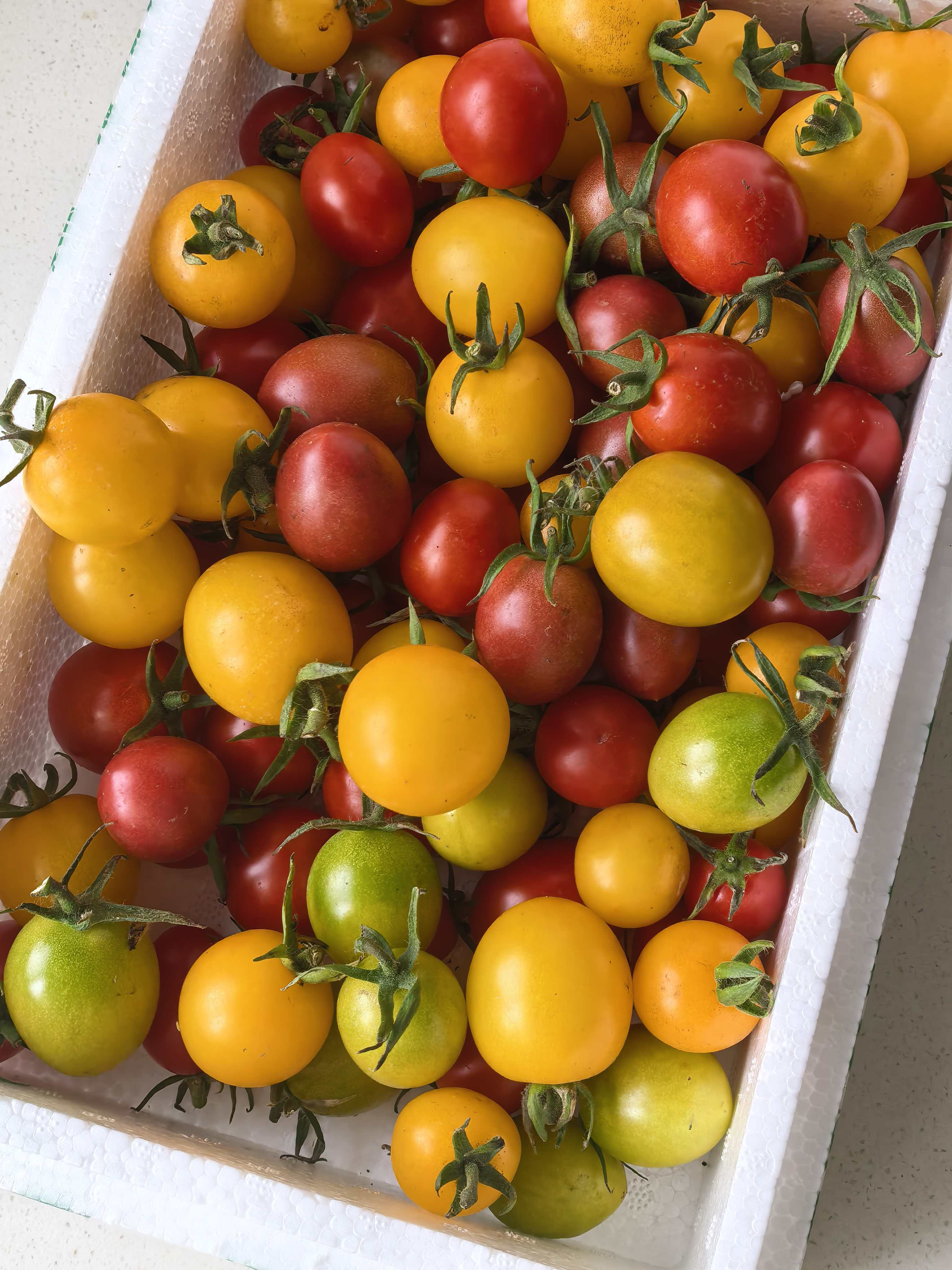 新鲜七彩小番茄清甜二号真甜金豆糖芯酸甜多汁现摘现发