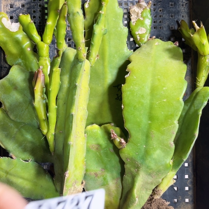 当前无花栽培后可以开花737