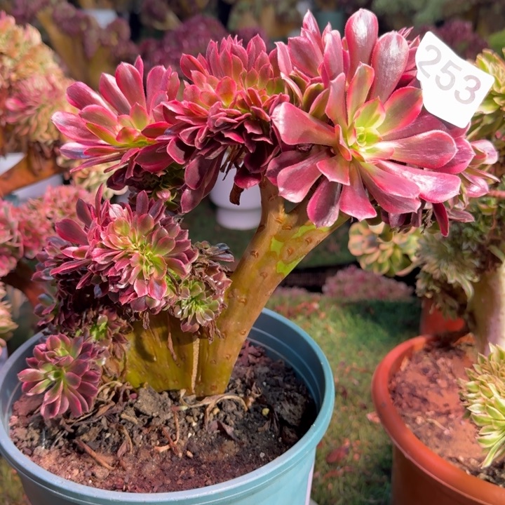 美杜莎缀化法师锦缀化253