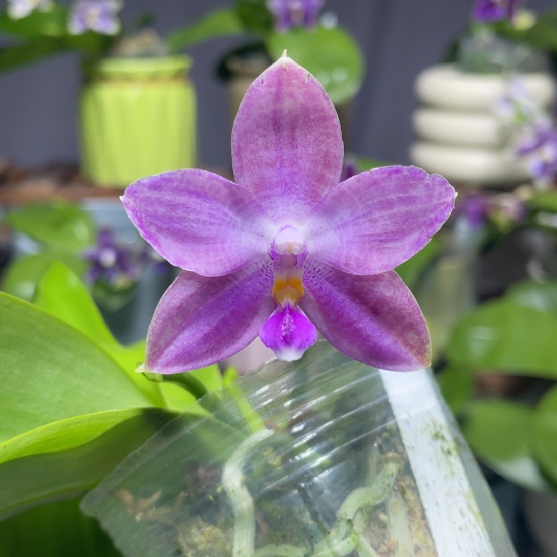 完全开放1111111111111