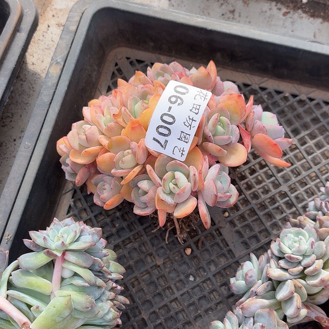 九***》06.007白月光缀化多肉