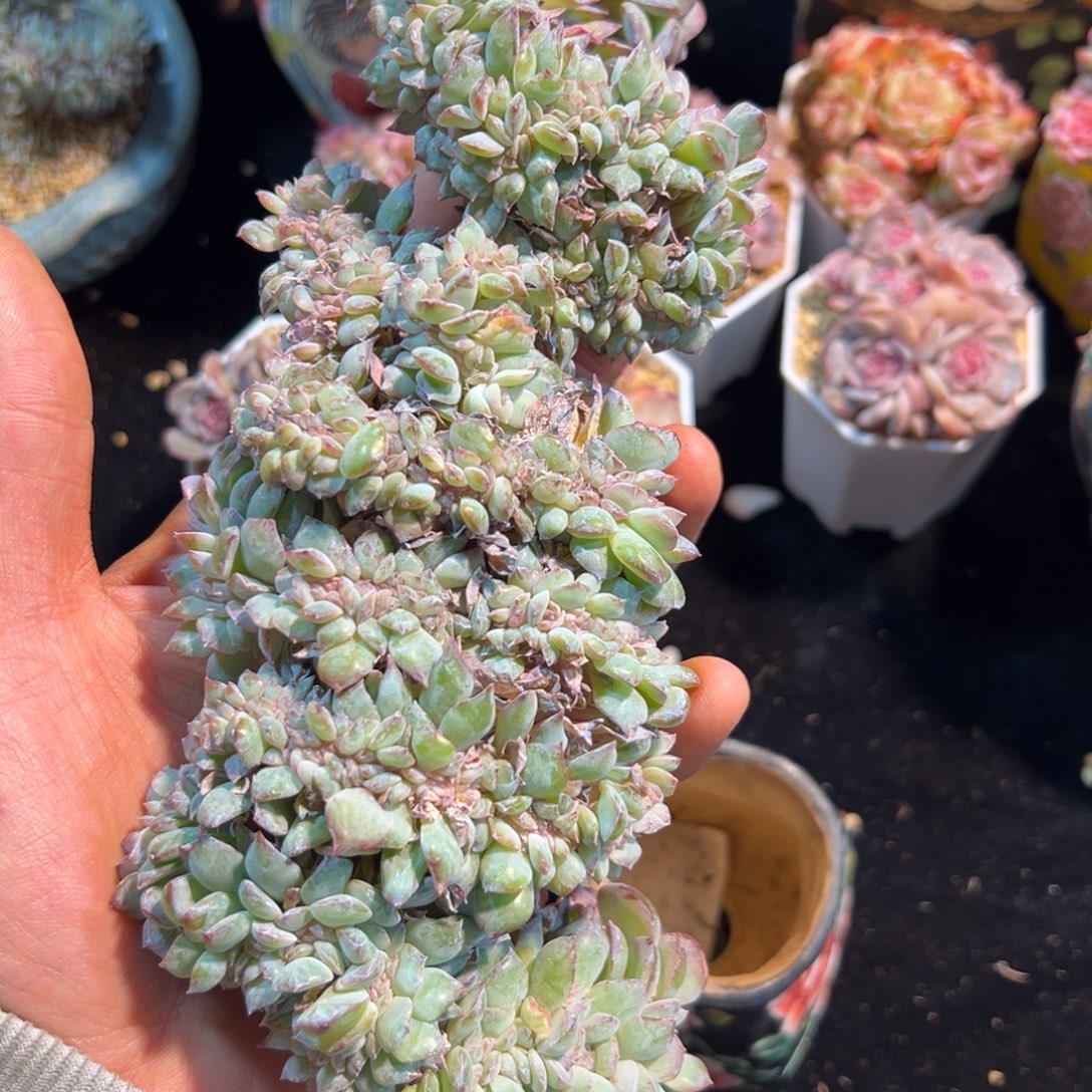 新年快乐 新年快乐