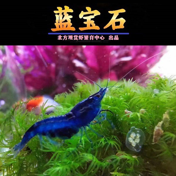 观赏虾淡水耐活七彩混色米虾水草清洁虾除藻黑壳宠物花妖虾可繁殖
