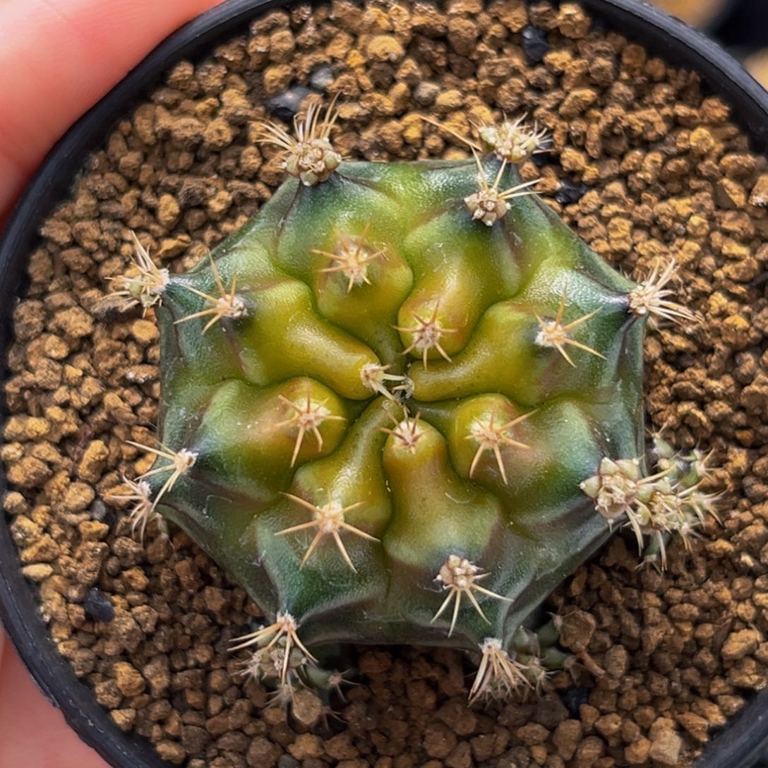 抹茶 米哈仙人球 