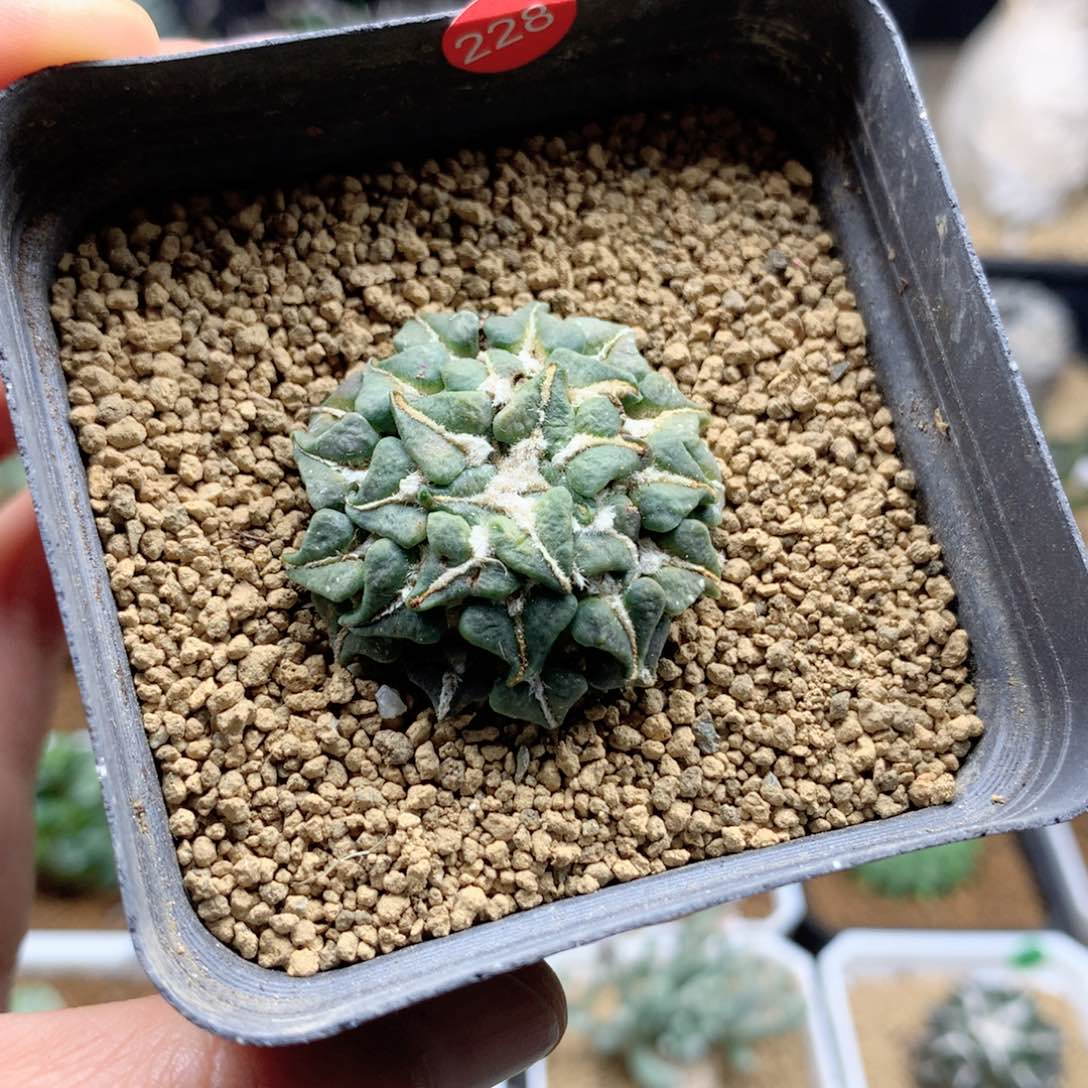 自根馒头姬牡丹仙人球带盆
