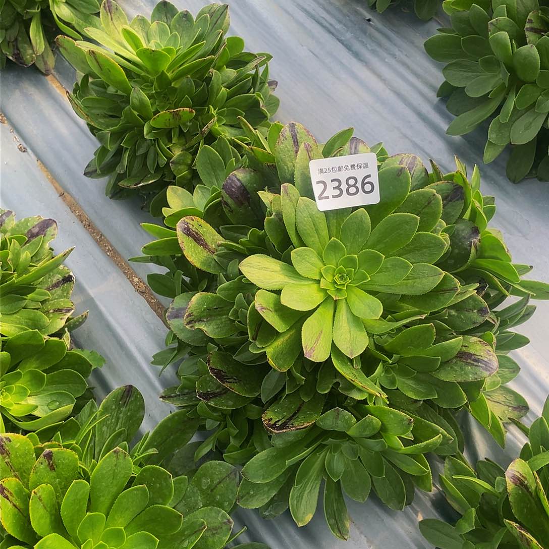 2386碧火多肉植物