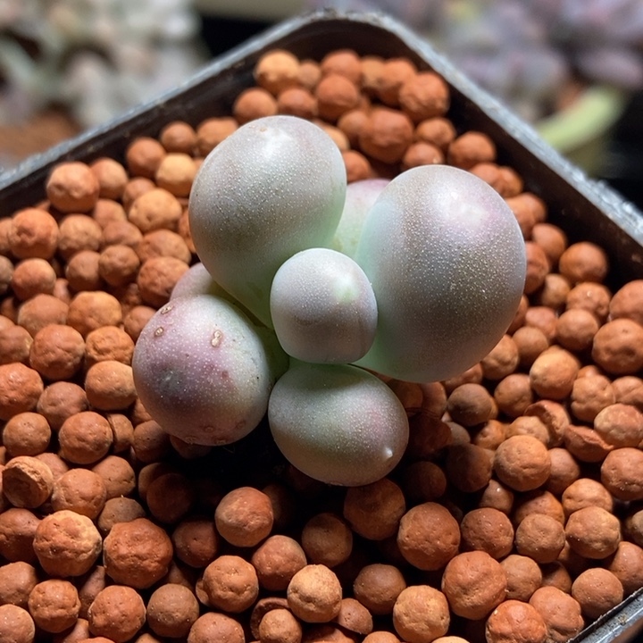 雪**狼屁桃多肉植物多肉