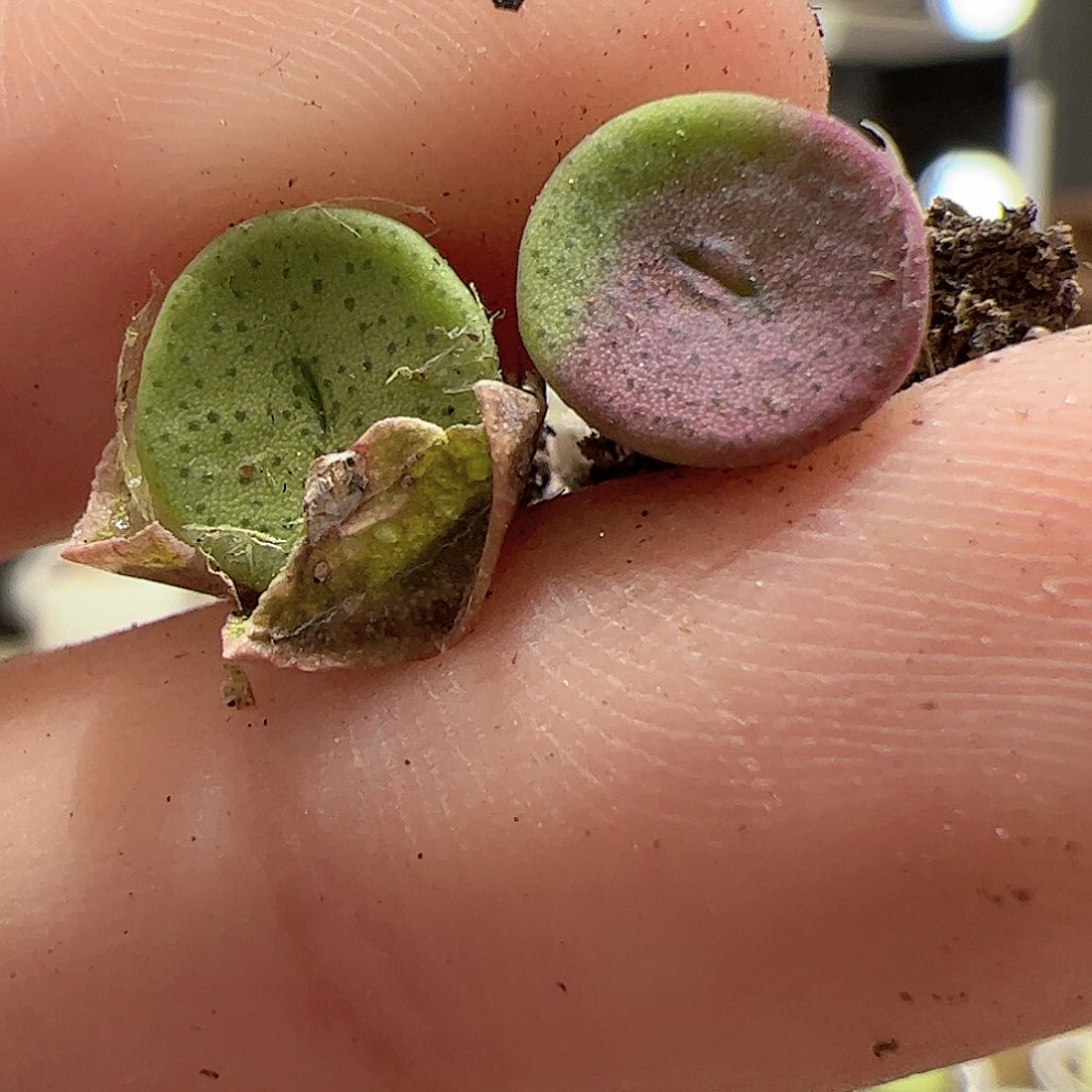 【闪购商品】228 金币x2