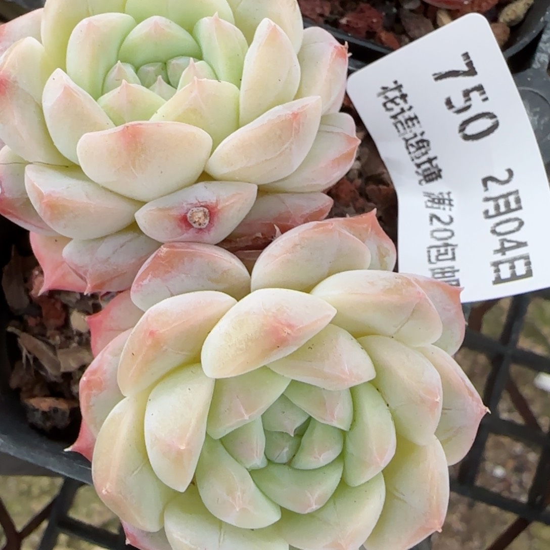 花语逸镜0204-750