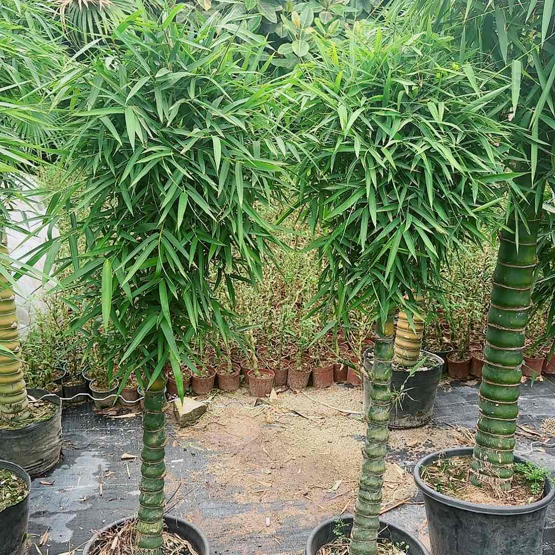 红陶佛肚竹8888888888