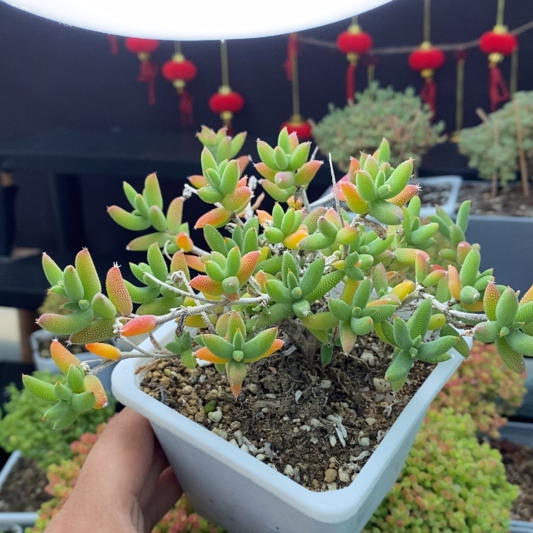 132号实生玉米枝干