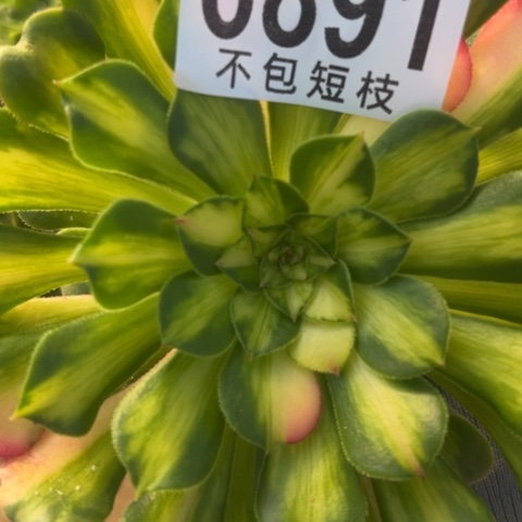 6891组合多肉植物法师