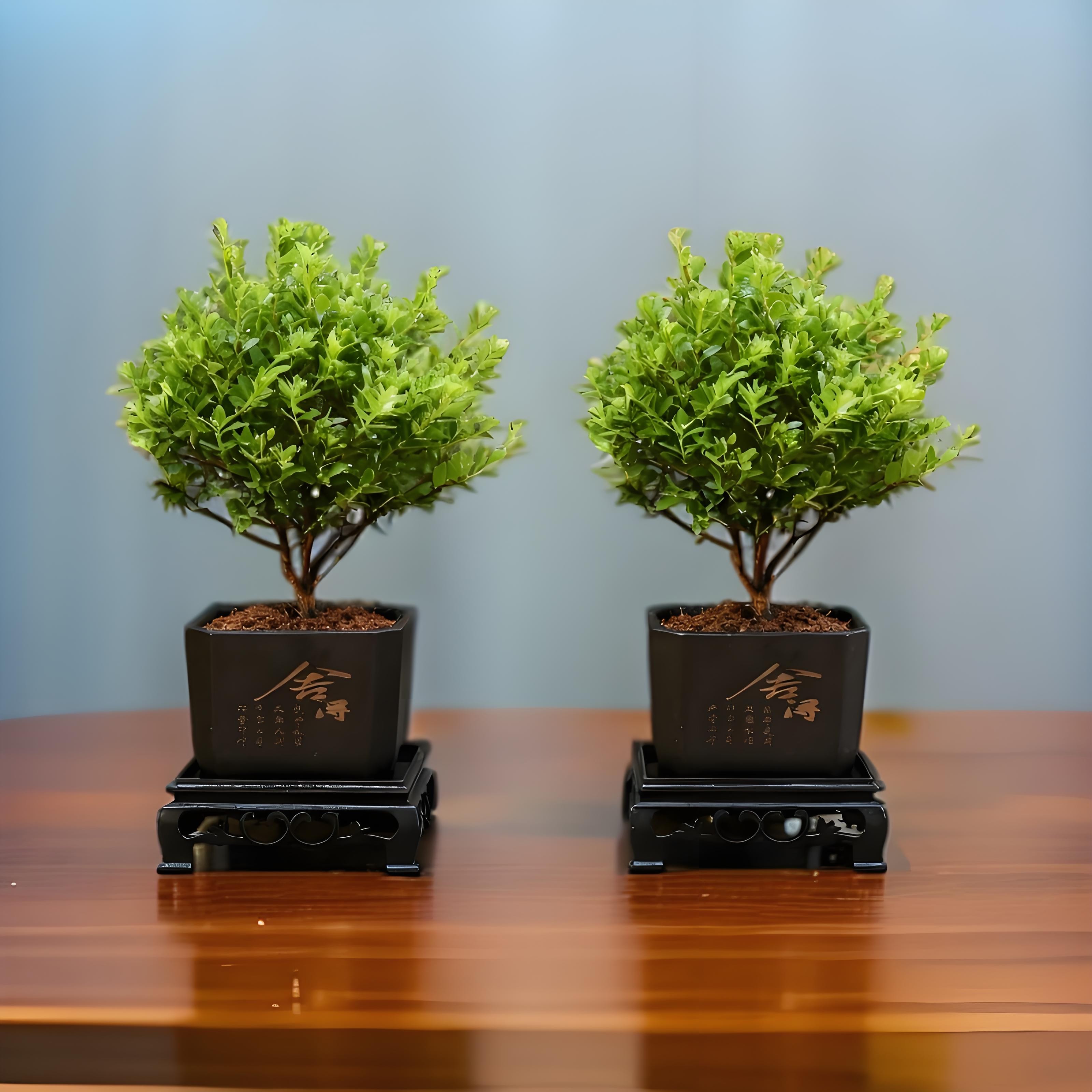 【买一送一】正宗小叶赤楠小盆景绿植老桩盆栽茶室室内办公室植物