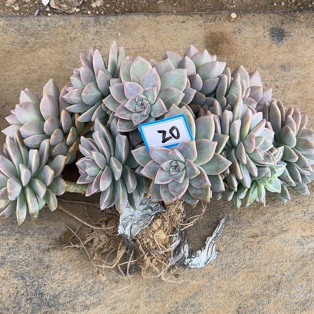 野***⁴20号淡雪缀化一物一拍