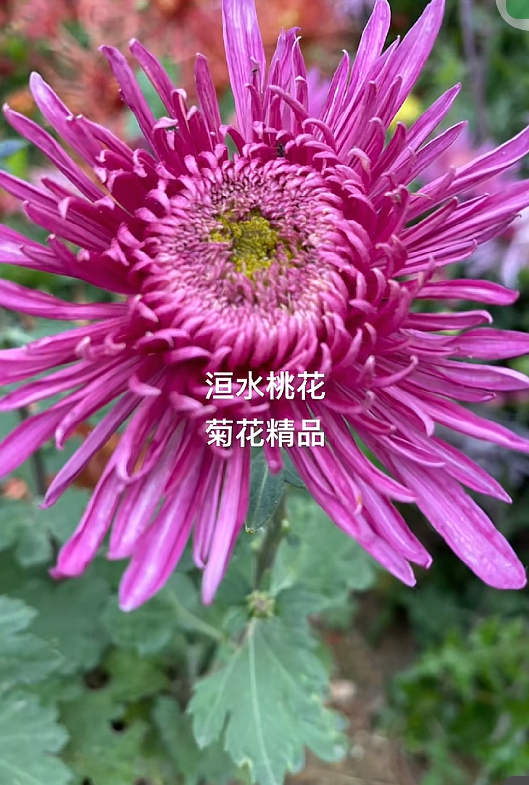 九月菊【洹水桃花】菊花大苗大菊花苗盆栽阳台庭院